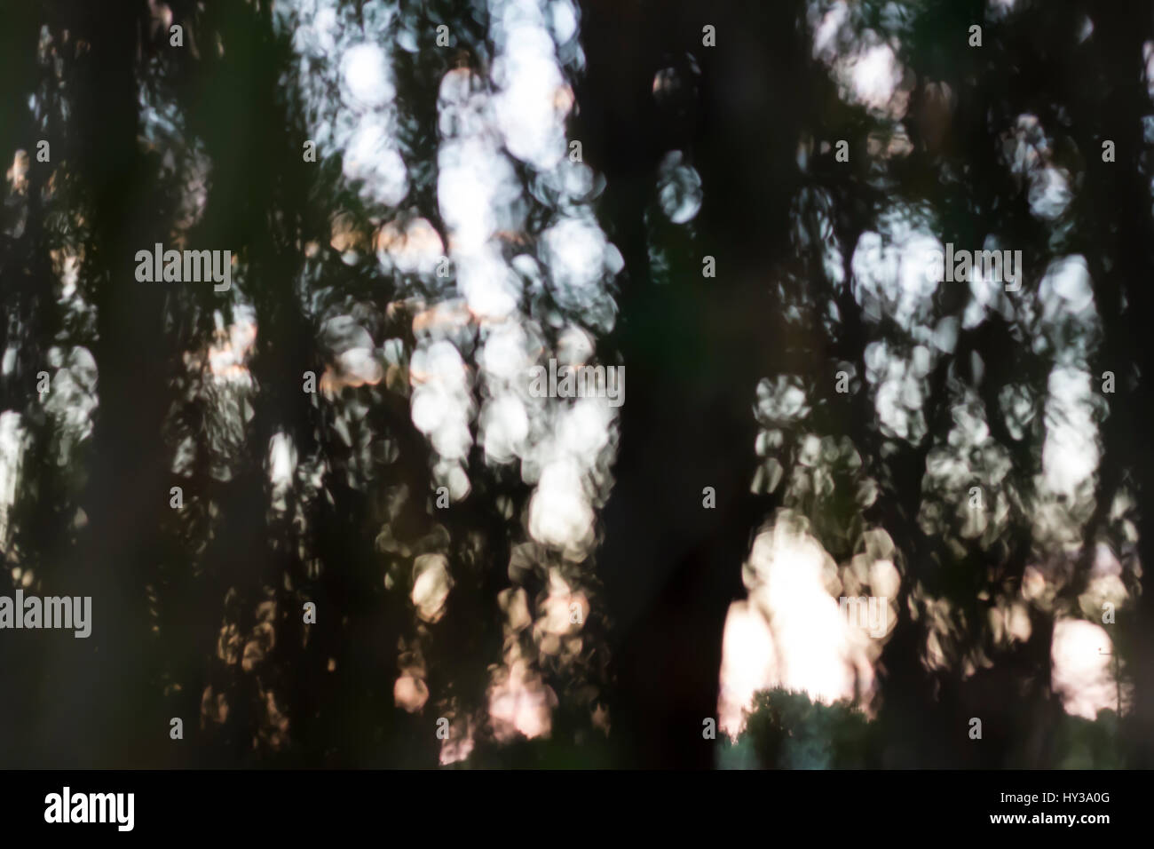 Abstrakt Grün Bokeh Hintergrund von Bäumen und Sonne. Bild unscharf Stockfoto
