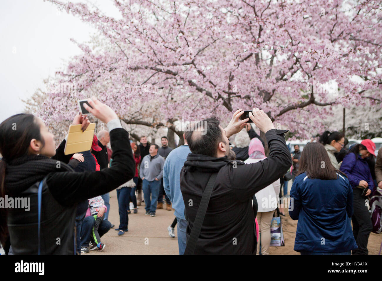 Touristen fotografieren von Kirschblüten - Washington, DC USA Stockfoto