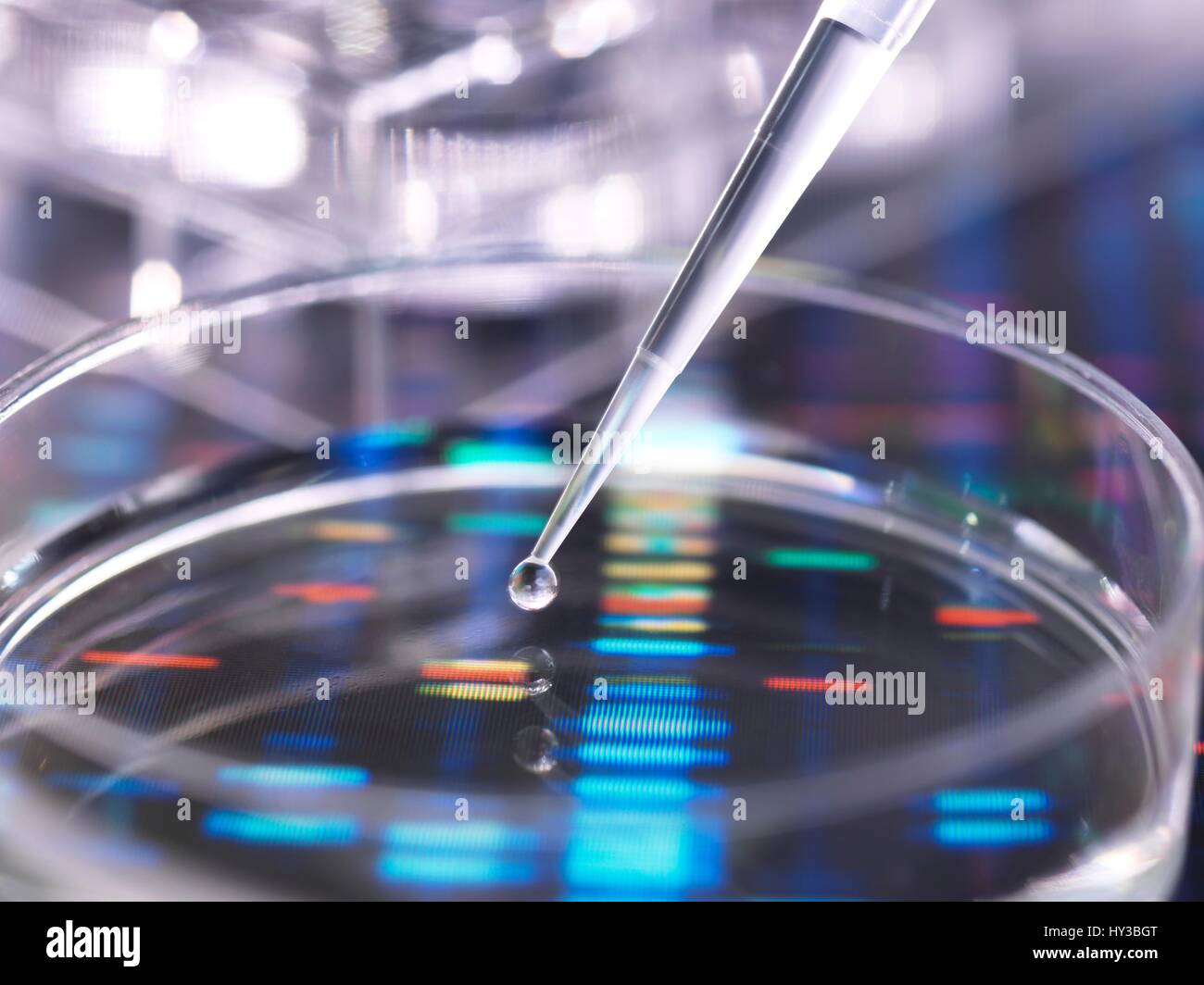 Eine Probe von DNA (Desoxyribonukleinsäure) wird in eine Petrischale mit DNA pipettiert führt im Hintergrund. Stockfoto