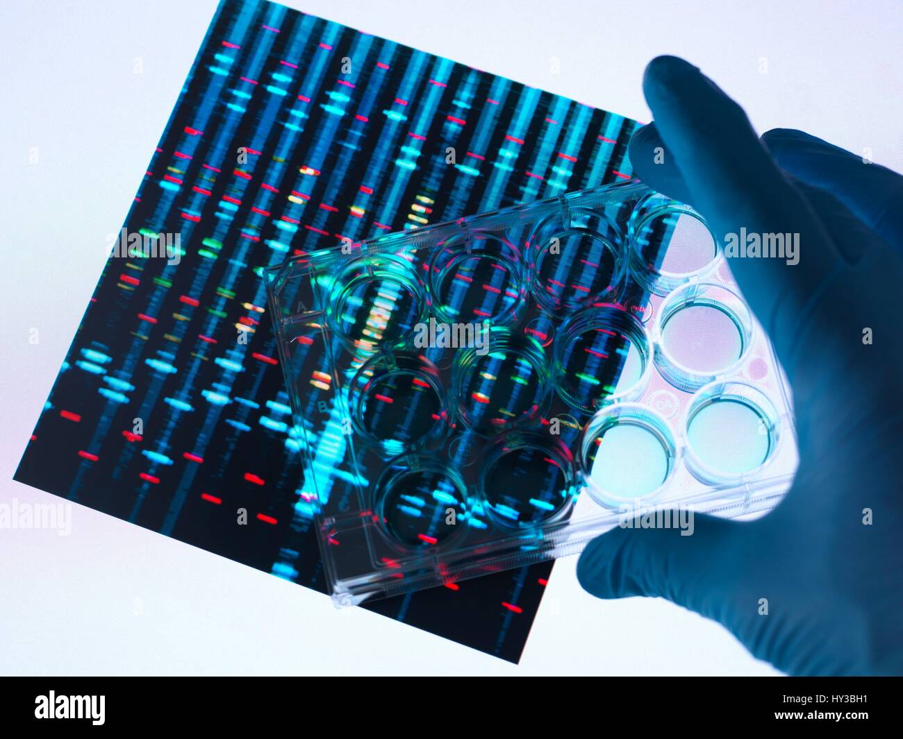 Eine Probe von DNA (Desoxyribonukleinsäure) wird in eine Petrischale mit DNA pipettiert führt im Hintergrund. Stockfoto