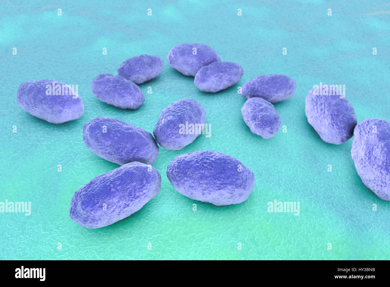 Computer Bild von Haemophilus Influenzae, Coccobacillus Bakterien. Diese Bakterien verursachen eine Reihe von Krankheiten einschließlich Meningitis bei Kindern, Lungenentzündung, Epiglottitis, Laryngitis, Konjunktivitis, neonatale Infektion, Otitis Media (Mittelohrentzündung) und Sinusitis bei Erwachsenen. H. Influenzae kolonisieren harmlos die obere Atemwege bei den meisten Menschen in den ersten Monaten des Lebens. Gekapselte Stämme verbreiten Krankheiten wie Bronchitis und Lungenentzündung verursachen. Stockfoto