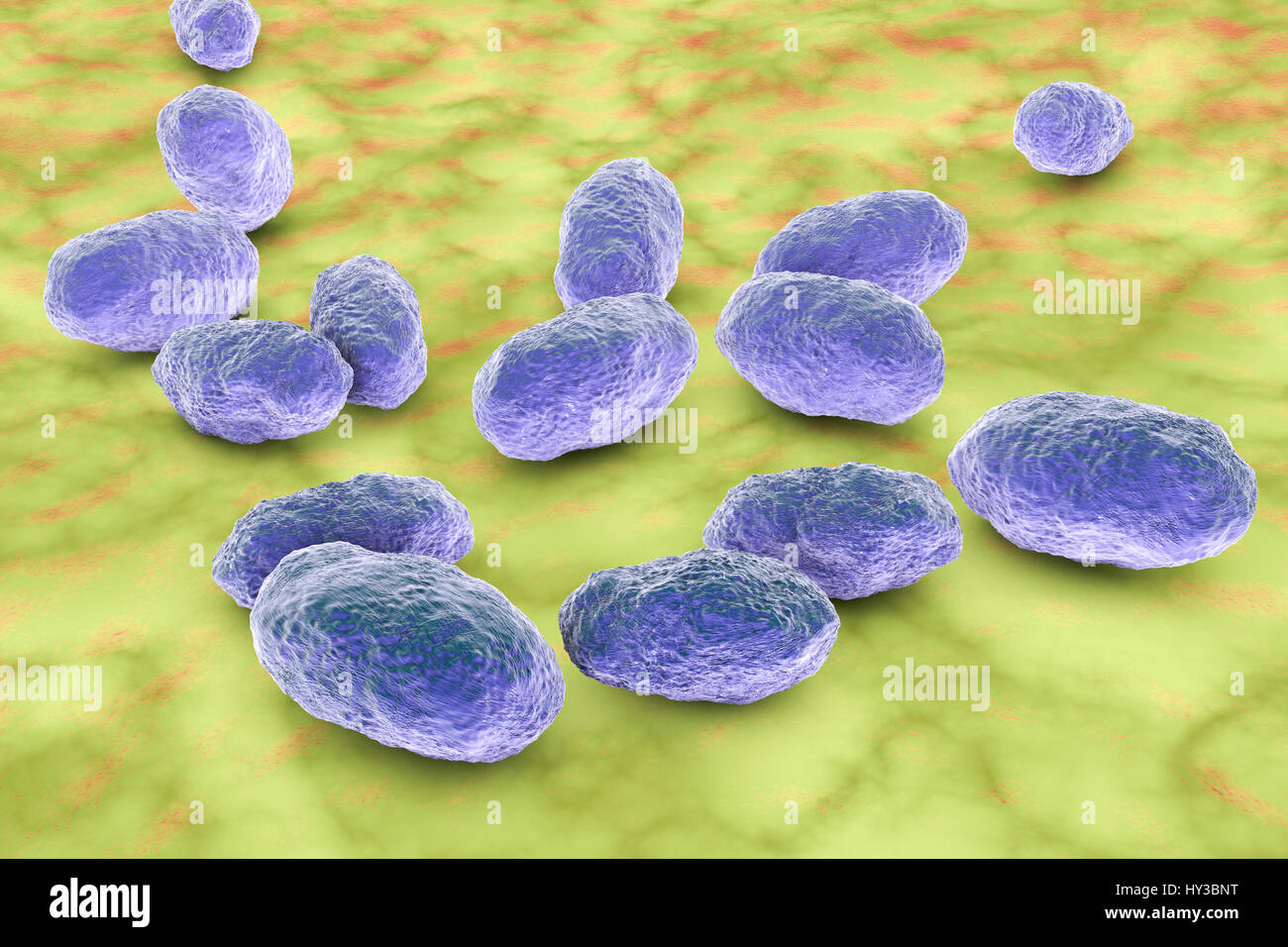Computer Bild von Haemophilus Influenzae, Coccobacillus Bakterien. Diese Bakterien verursachen eine Reihe von Krankheiten einschließlich Meningitis bei Kindern, Lungenentzündung, Epiglottitis, Laryngitis, Konjunktivitis, neonatale Infektion, Otitis Media (Mittelohrentzündung) und Sinusitis bei Erwachsenen. H. Influenzae kolonisieren harmlos die obere Atemwege bei den meisten Menschen in den ersten Monaten des Lebens. Gekapselte Stämme verbreiten Krankheiten wie Bronchitis und Lungenentzündung verursachen. Stockfoto