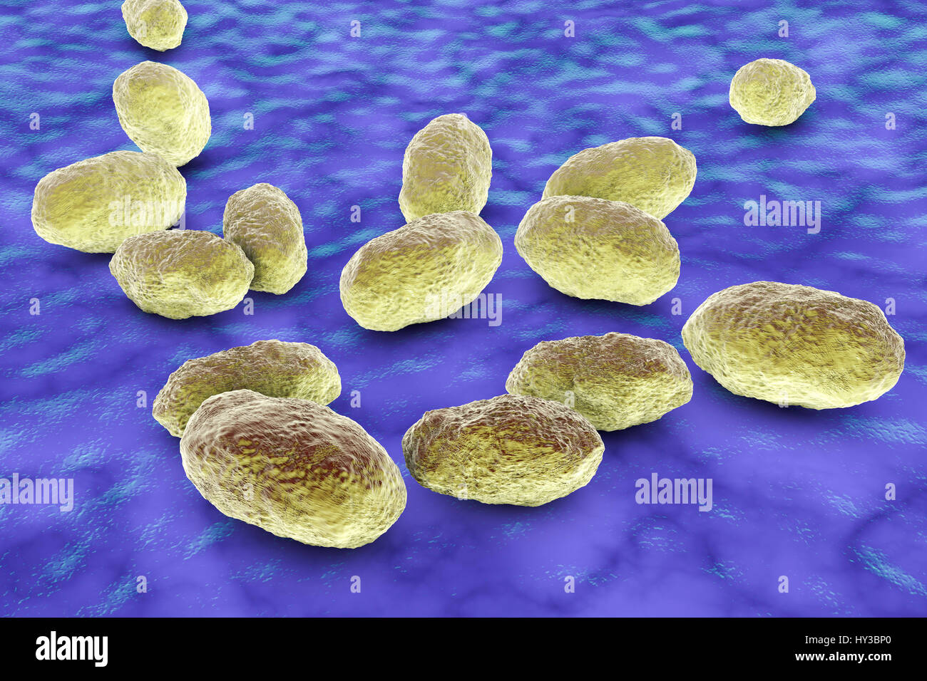 Computer Bild von Haemophilus Influenzae, Coccobacillus Bakterien. Diese Bakterien verursachen eine Reihe von Krankheiten einschließlich Meningitis bei Kindern, Lungenentzündung, Epiglottitis, Laryngitis, Konjunktivitis, neonatale Infektion, Otitis Media (Mittelohrentzündung) und Sinusitis bei Erwachsenen. H. Influenzae kolonisieren harmlos die obere Atemwege bei den meisten Menschen in den ersten Monaten des Lebens. Gekapselte Stämme verbreiten Krankheiten wie Bronchitis und Lungenentzündung verursachen. Stockfoto