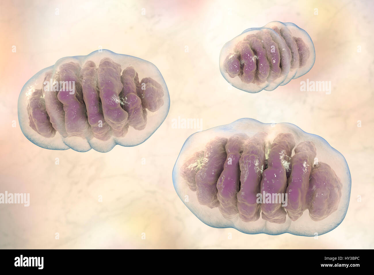 Mitochondrien, Computer Bild. Diese Organellen fungieren als Kraftwerke der Zelle, wie sie Adenosintriphosphat (ATP), eine Quelle von chemischer Energie erzeugen. Stockfoto