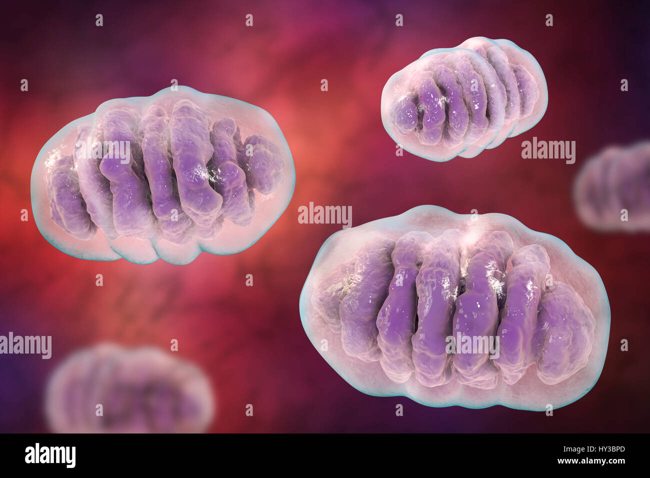 Mitochondrien, Computer Bild. Diese Organellen fungieren als Kraftwerke der Zelle, wie sie Adenosintriphosphat (ATP), eine Quelle von chemischer Energie erzeugen. Stockfoto