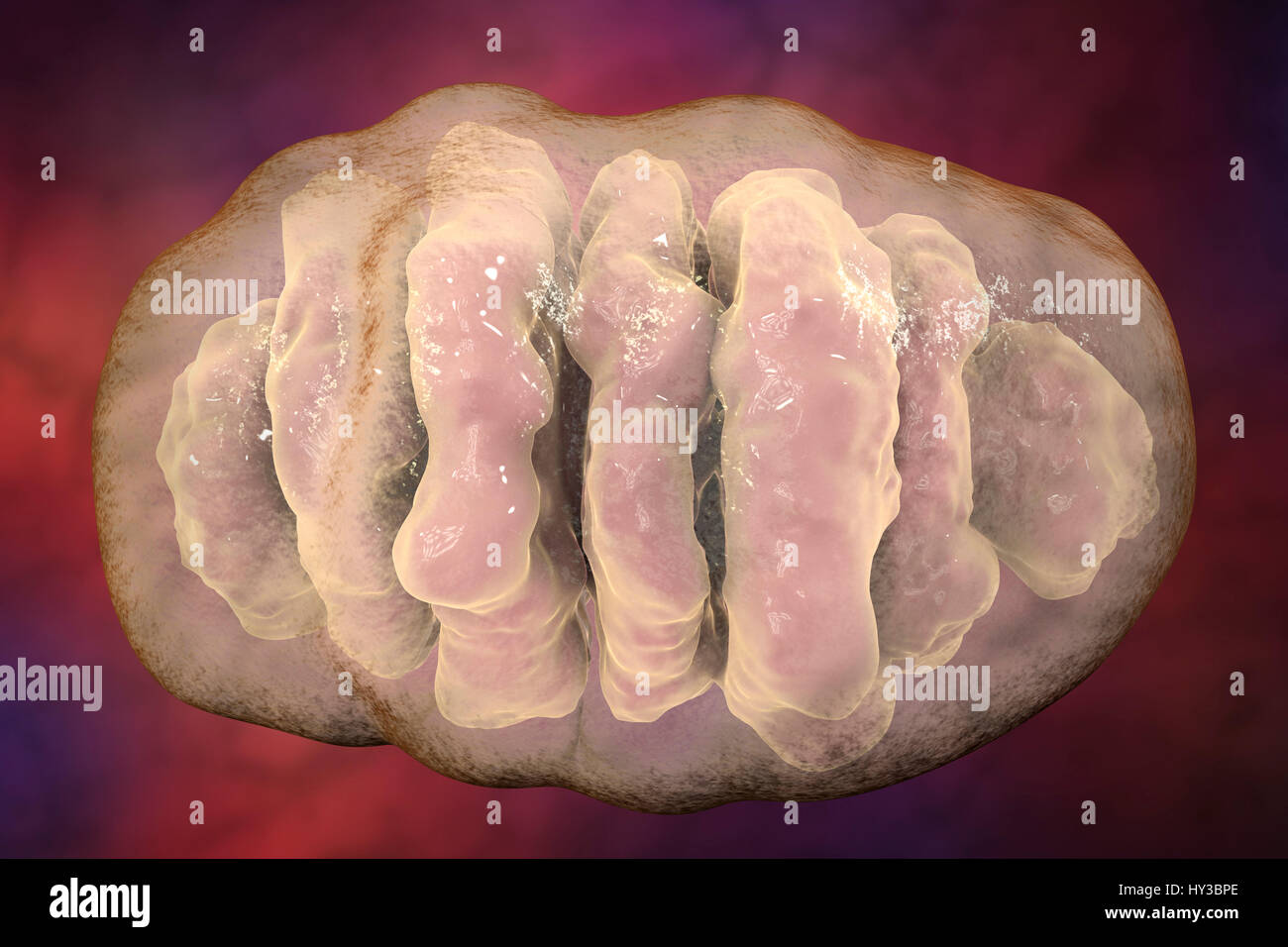 Ein einzelnes Mitochondrium, Computer Bild. Diese Organellen fungieren als Kraftwerke der Zelle, wie sie Adenosintriphosphat (ATP), eine Quelle von chemischer Energie erzeugen. Stockfoto