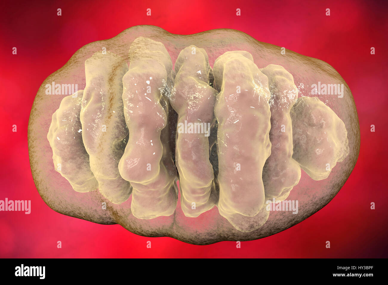 Ein einzelnes Mitochondrium, Computer Bild. Diese Organellen fungieren als Kraftwerke der Zelle, wie sie Adenosintriphosphat (ATP), eine Quelle von chemischer Energie erzeugen. Stockfoto