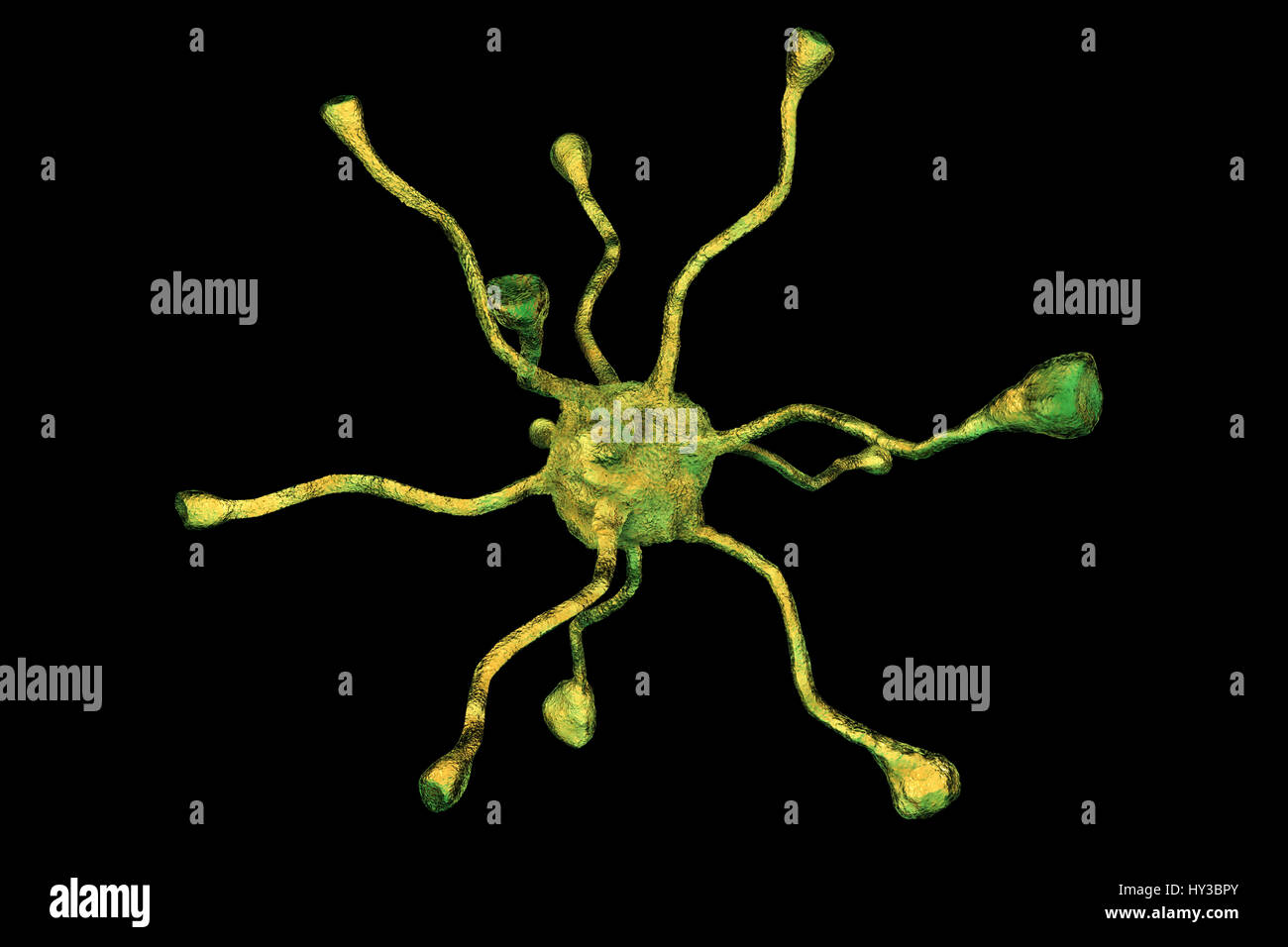 Nervenzelle oder Neuron aus dem menschlichen Gehirn, Computer Bild. Stockfoto