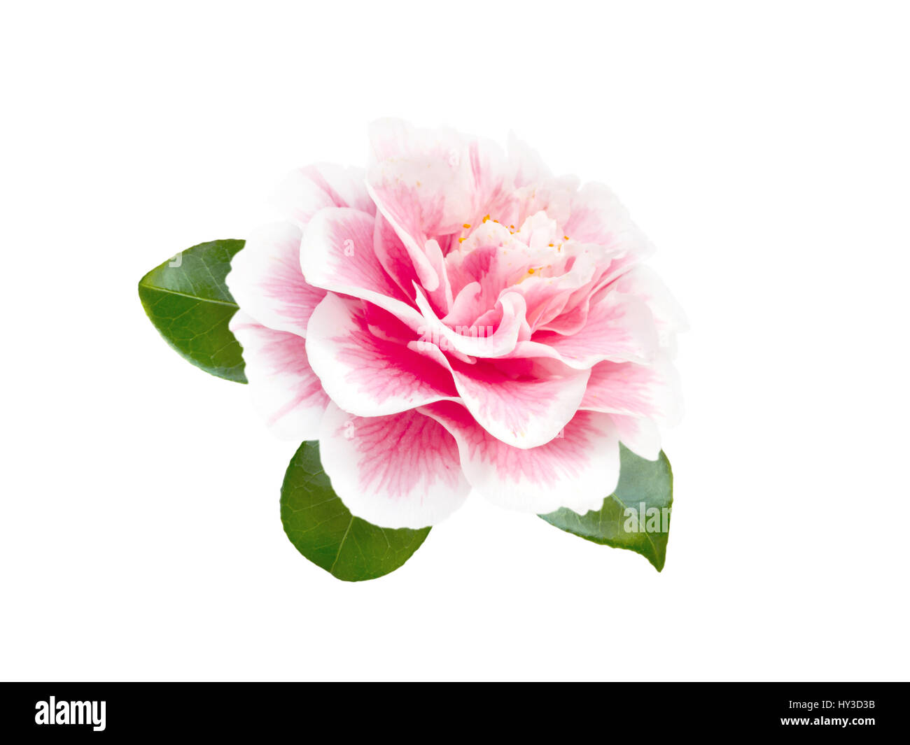 Weiß-rosa bicolor Pfingstrose Form Kamelie mit Blättern isoliert auf weiss Stockfoto
