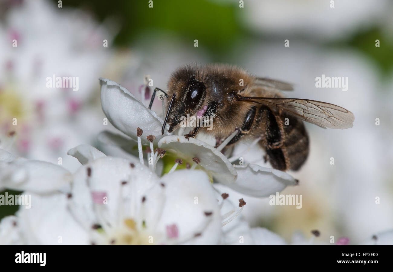 Honigbiene, die Fütterung auf Weißdorn Blumen Stockfoto