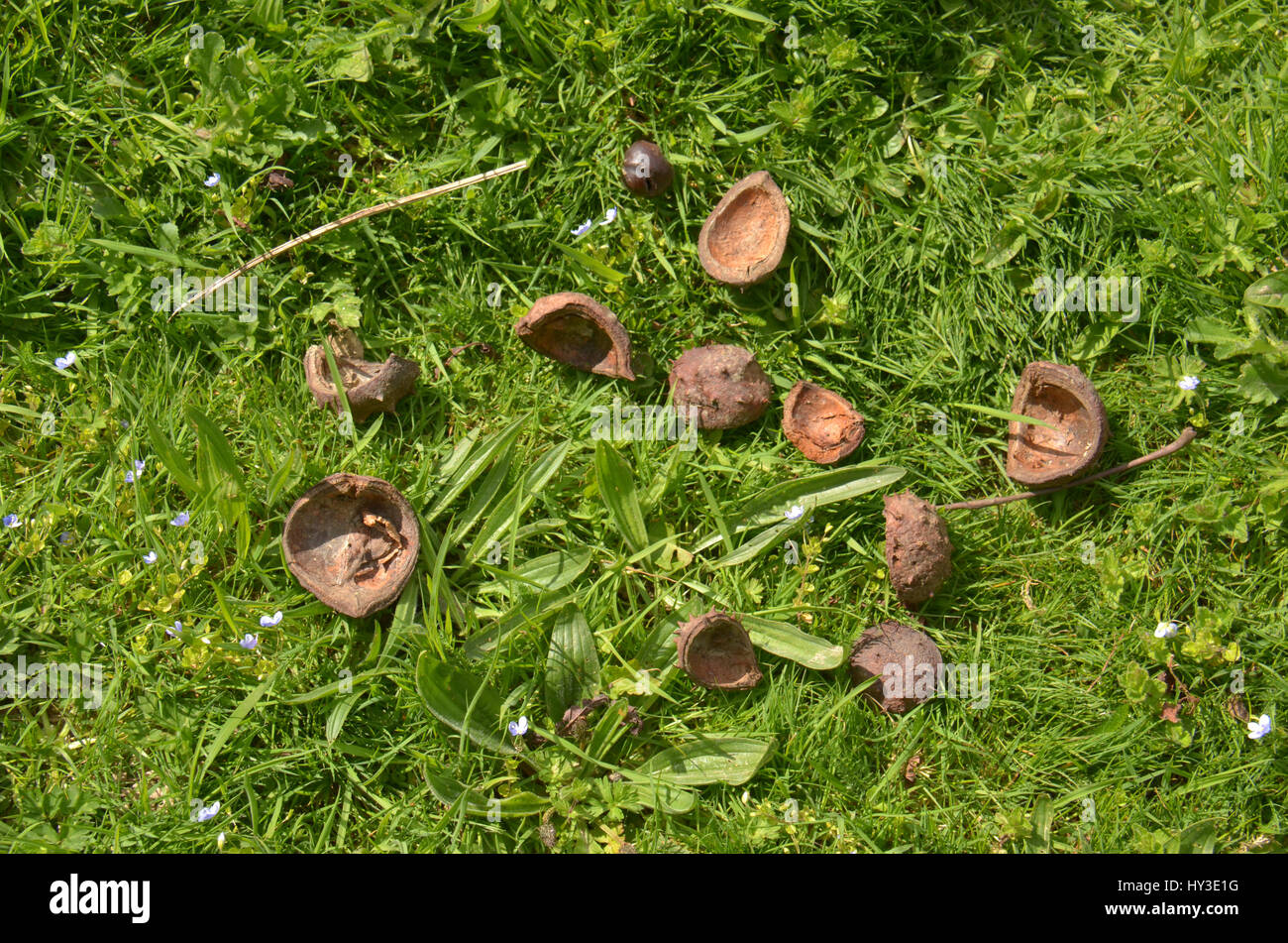 Äußere Schalen verworfen, nachdem die Frucht gegessen hat, Südengland Stockfoto