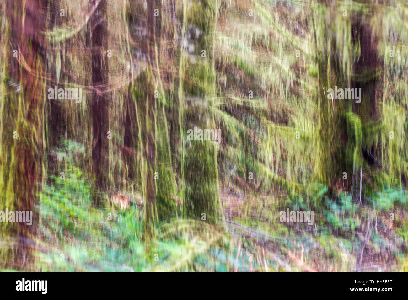 Bewegung verschwommen, abstrakten Bild der Westküste Regenwald Bäume und bunten Waldboden.  Moosbedeckten Baumstämme leuchten grün gegen den dunklen Bäumen Stockfoto