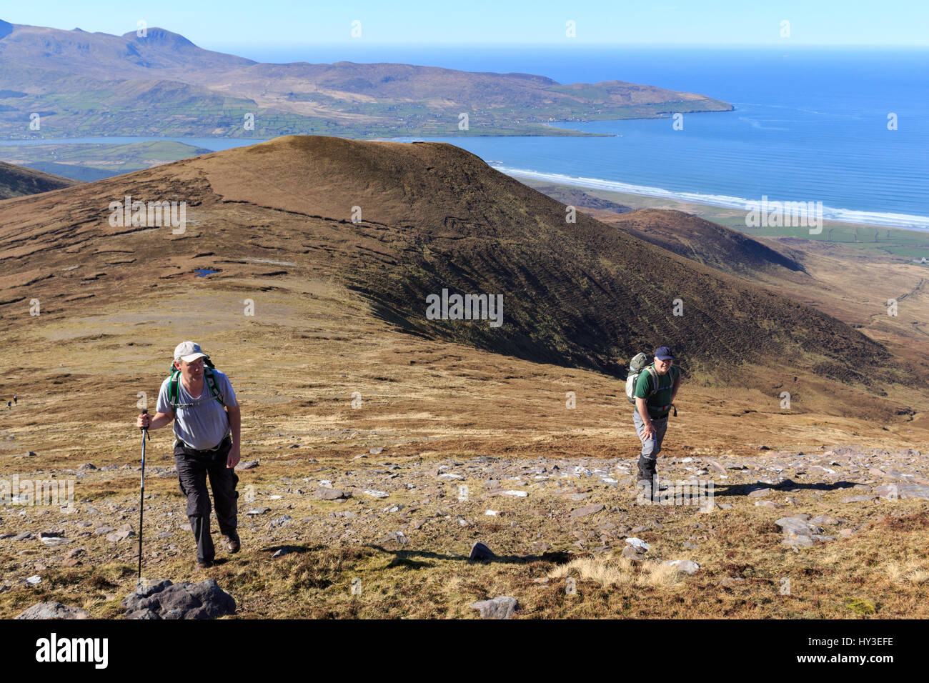Wandern auf den westlichen Hängen des Beenoskee Berg auf der Halbinsel Dingle mit Brandon Punkt im Hintergrund in der Grafschaft Kerry, Irland Stockfoto