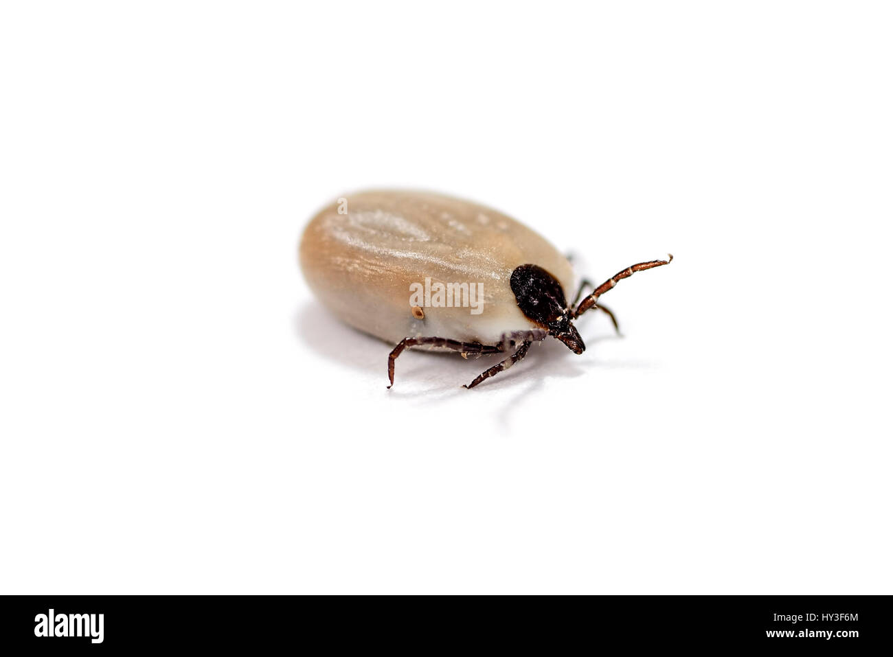 Tick Ixodida, Zecke (Ixodida Stockfotografie Alamy