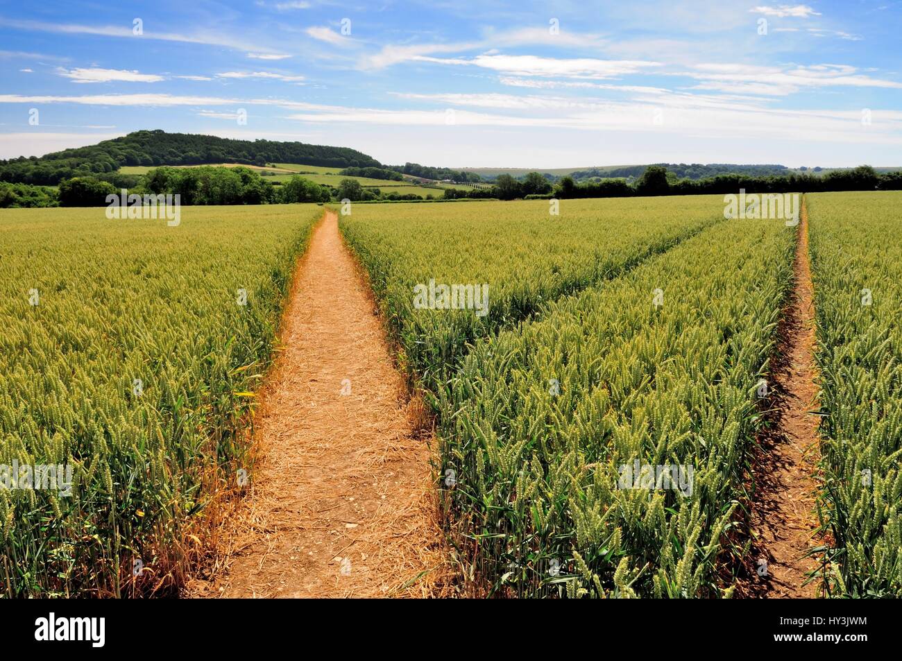 Einen öffentlichen Fußweg durch ein Weizenfeld. Stockfoto