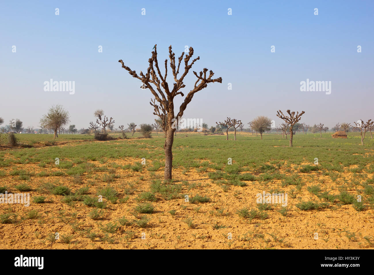 gekappte Bäume in der sandigen Agrarlandschaft von Rajasthan schneidet Indien mit Kichererbsen und Linsen unter blauem Himmel Stockfoto