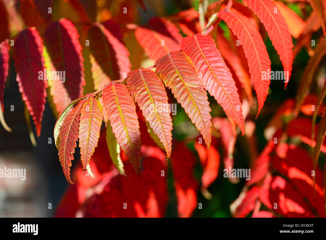 Herbstliche farbige Blätter von Essig Baum Rhus Typhina, Herbstlich Verfärbte Blätter des Essigbaums (Rhus Typhina) Stockfoto