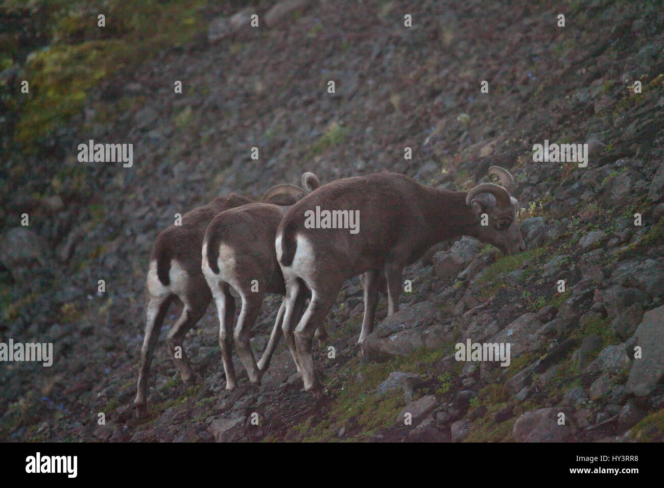 Fütterung von Putorana Schnee rams (Putorana Big Horn rams). Endemische Tiere der Putorana Plateau. Nördlich von Russland. Sibirien. Putorana finden. Russland. Stockfoto