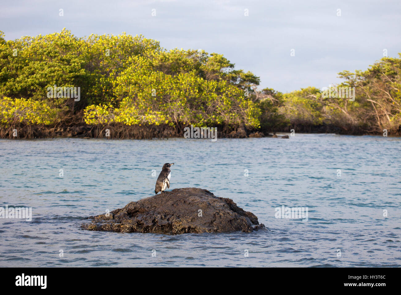 Galapagos-Pinguin (Spheniscus mendiculus) und Mangrovenwald an der Küste auf einer Meeresbesucherstelle auf der Insel Isabela in den Galapagos. Gefährdete Arten. Stockfoto