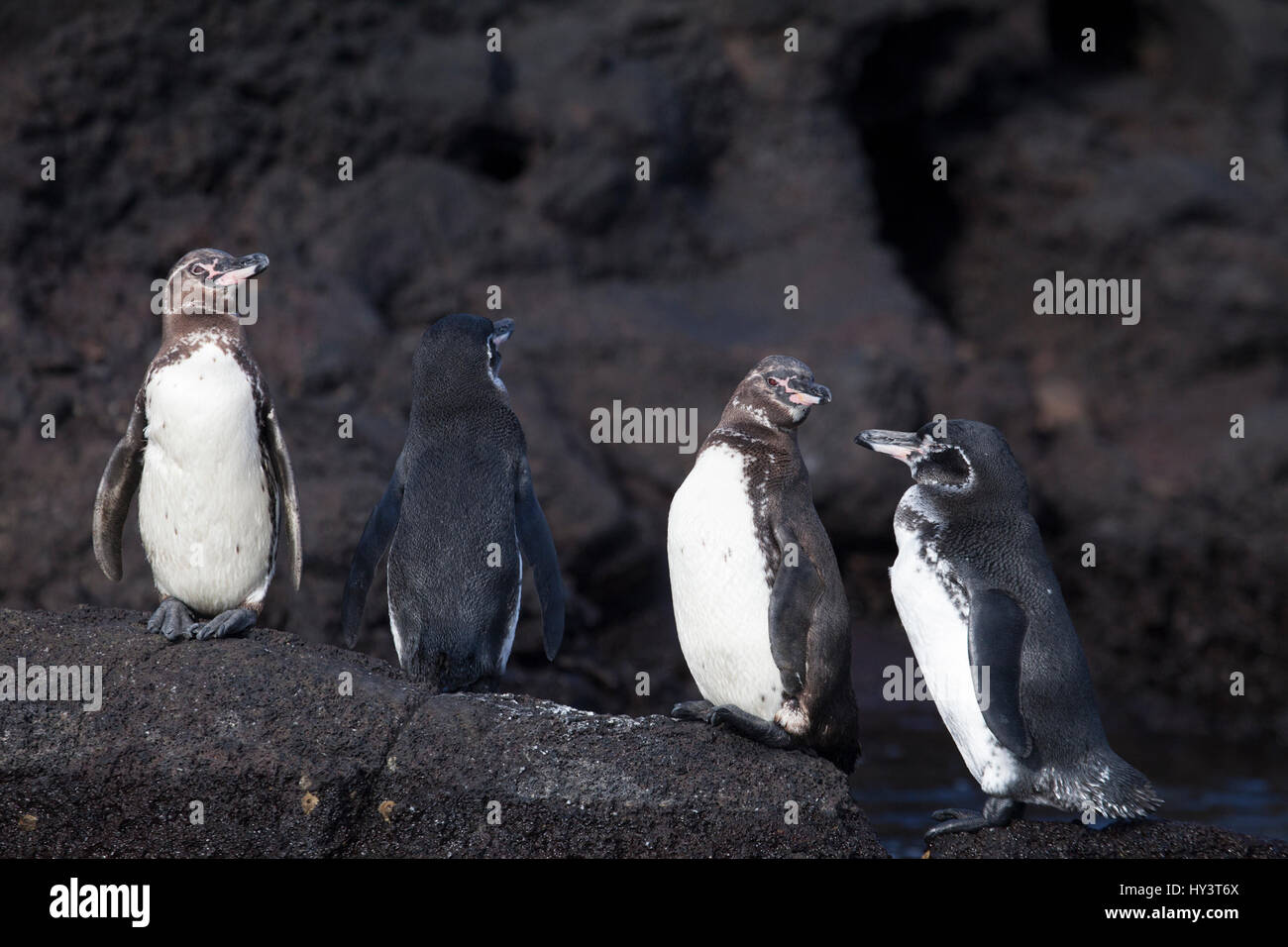 Galapagos-Pinguine, Spheniscus mendiculus, auf Bartolomeius. Der eine Pinguin, der dem schwarzen Lavagestein gegenübersteht, wird durch Gegenschattierung getarnt (Thayers Gesetz) Stockfoto