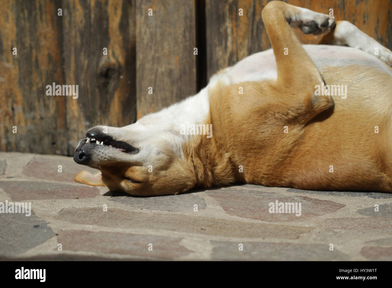 Hund Schläft Mit Der Zunge Raus Stockfotos und bilder Kaufen Alamy