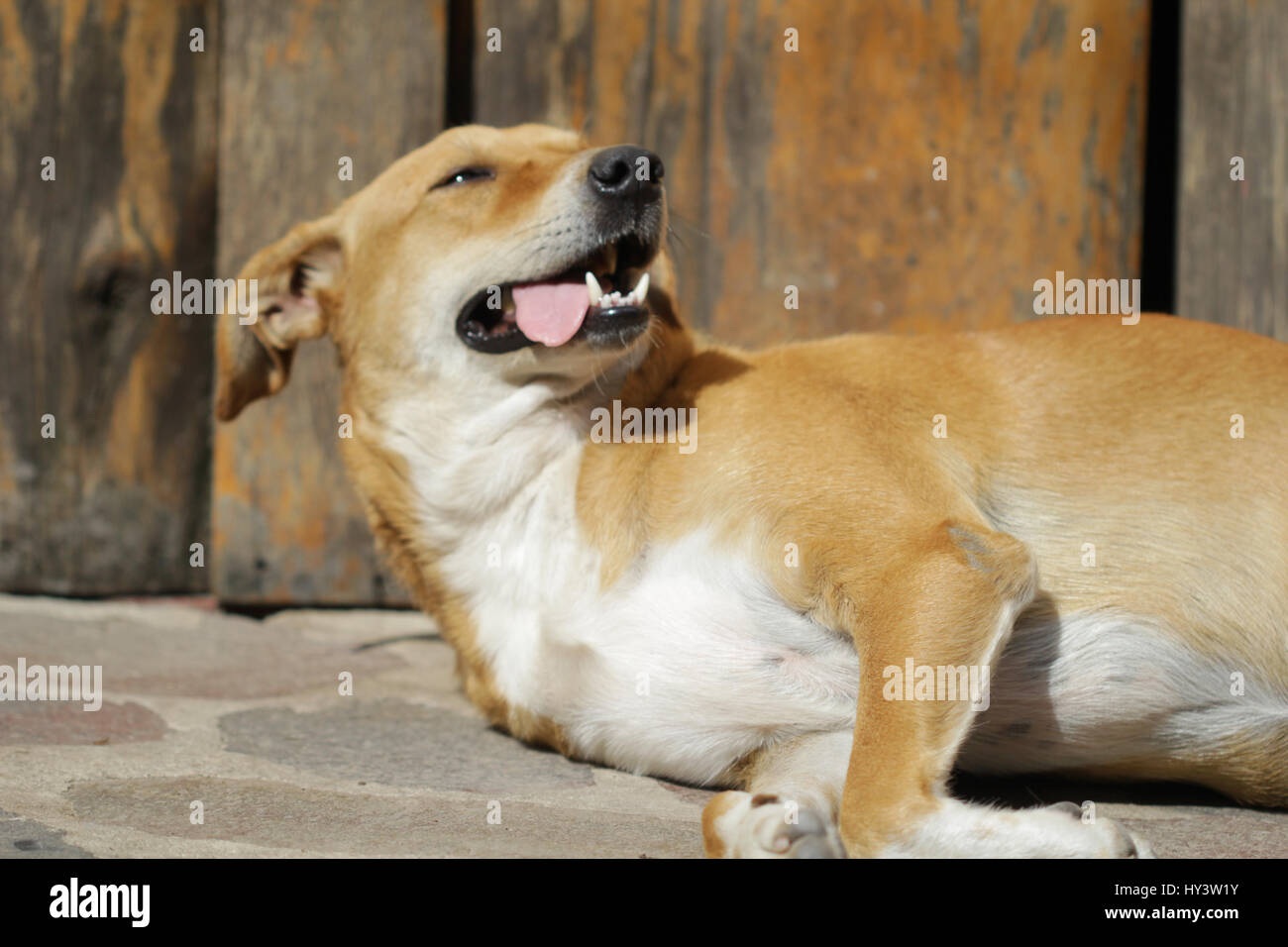 Hund Schläft Mit Der Zunge Raus Stockfotos und bilder Kaufen Alamy