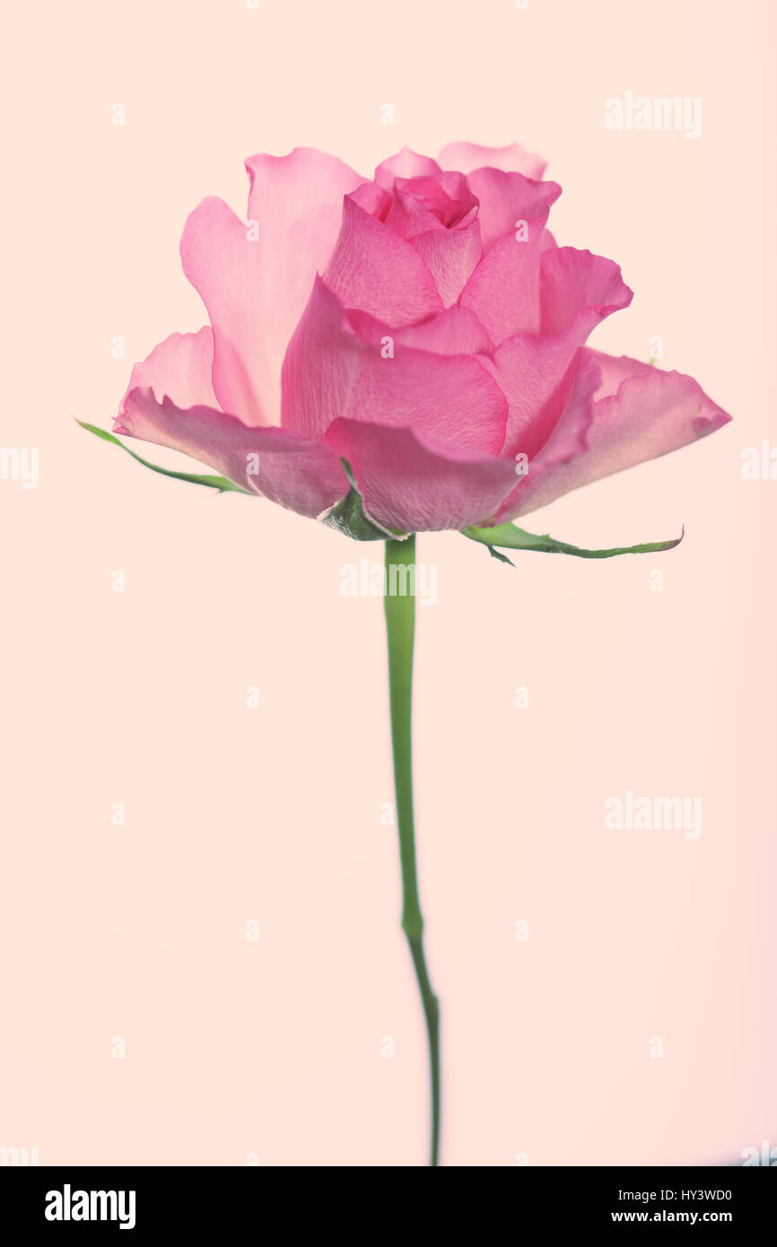 Rosa Rose auf einem einfarbigen Hintergrund Stockfoto