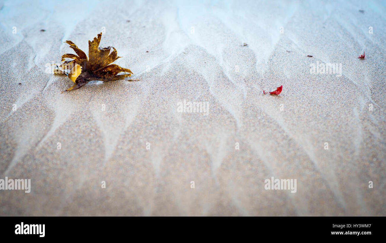 Seegras angespült Größe Strand in Devon, England Stockfoto