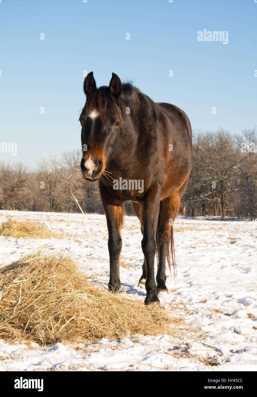 Dunkle Bucht Pferd sein Heu in einer verschneiten Weide an einem sonnigen Wintertag Essen Stockfoto