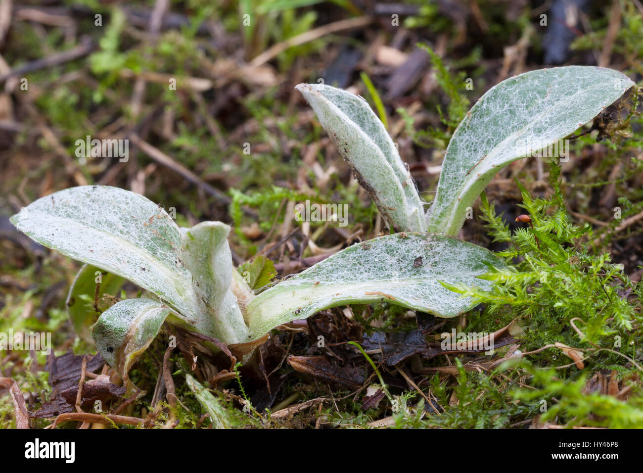 Berg-Flockenblume, Bergflockenblume, Blatt, Blätter, Blattrosette, Centaurea Montana, ausdauernde Kornblume, Berg Kornblume, Schaltfläche