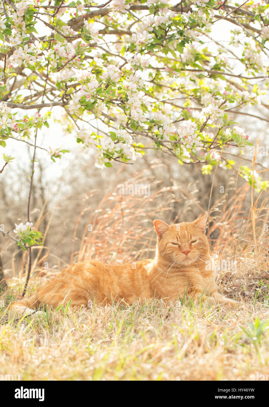 Ingwer Tabby Katze ruht friedlich unter einem blühenden Apfelbaum im Frühjahr wieder von Sonne beschienen Stockfoto