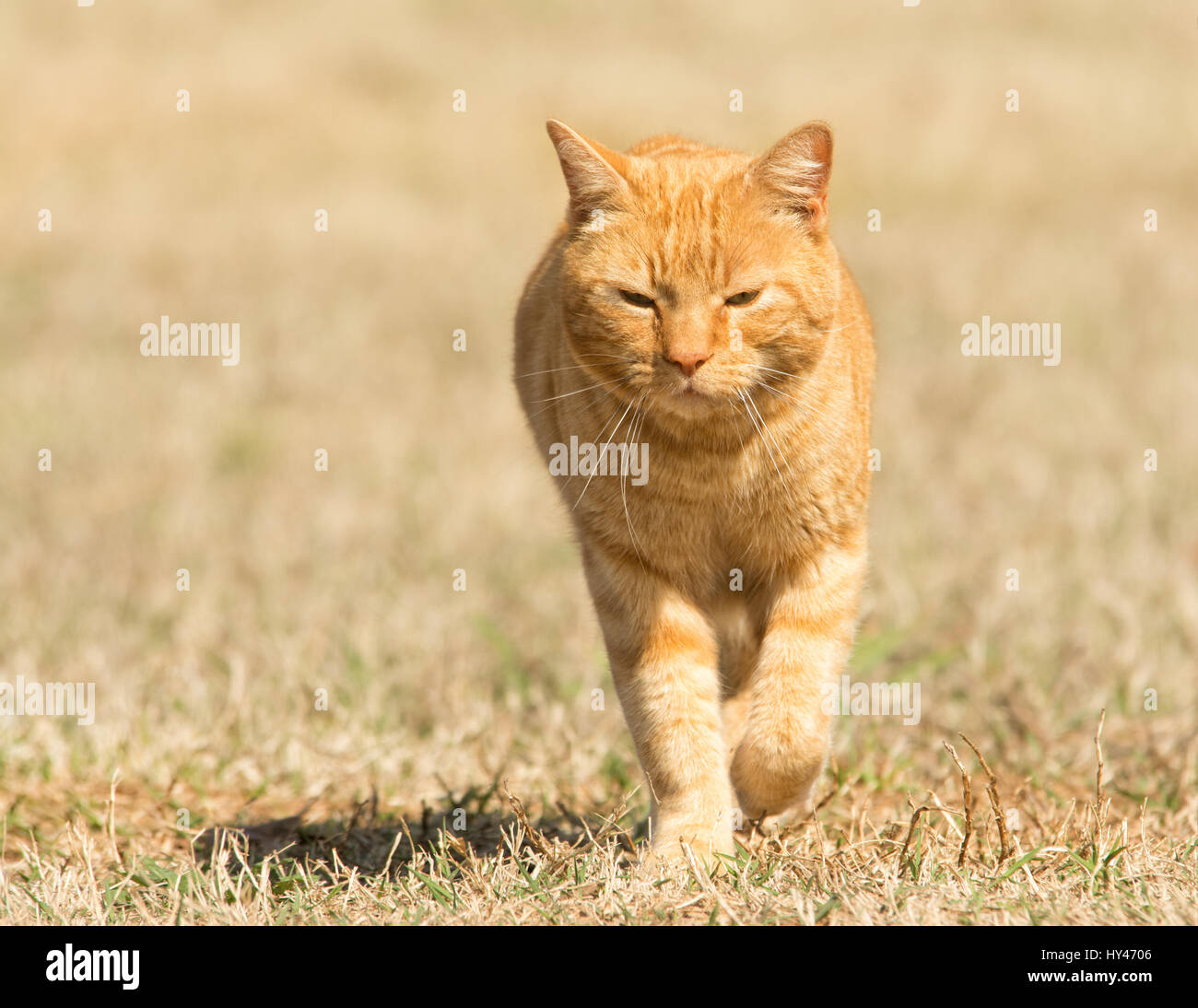 Ingwer-Tabby Katze zu Fuß Gras in Richtung Betrachter Stockfoto