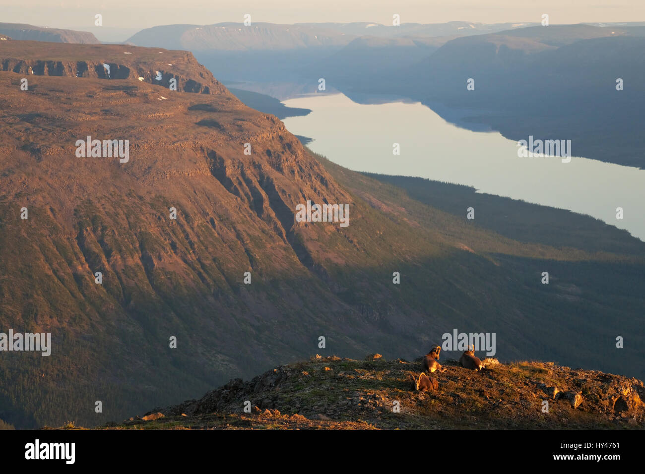 Putorana Schnee Schafe (Putorana big Horn) gegen Kutaramakan See entspannen. Endemische Tiere des Putorana Plateaus.  Sibirien. Russland. Stockfoto