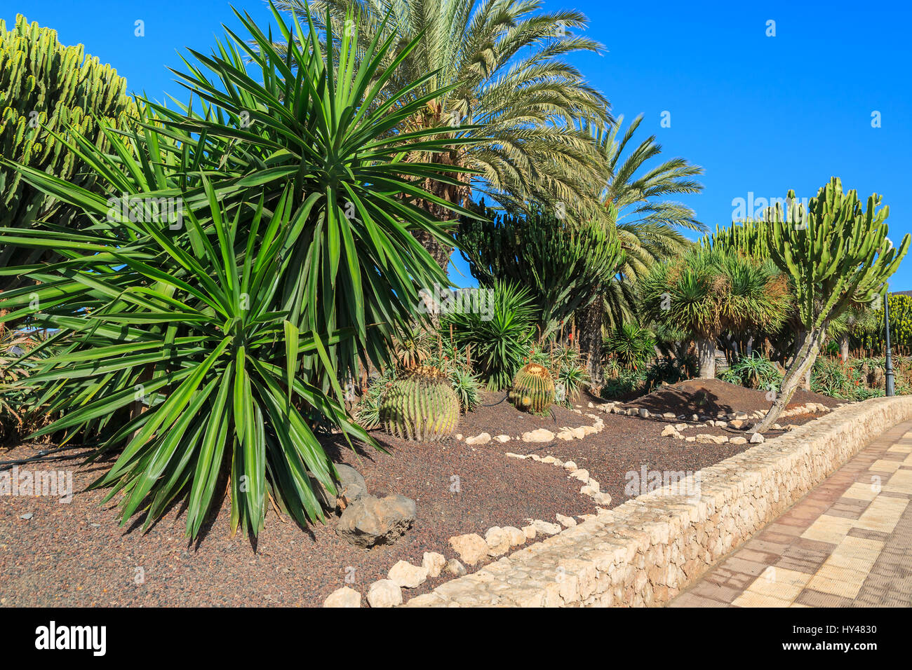 Tropische Pflanzen im Park von Morro Jable Küstenstadt auf der Insel Fuerteventura, Spanien Stockfoto