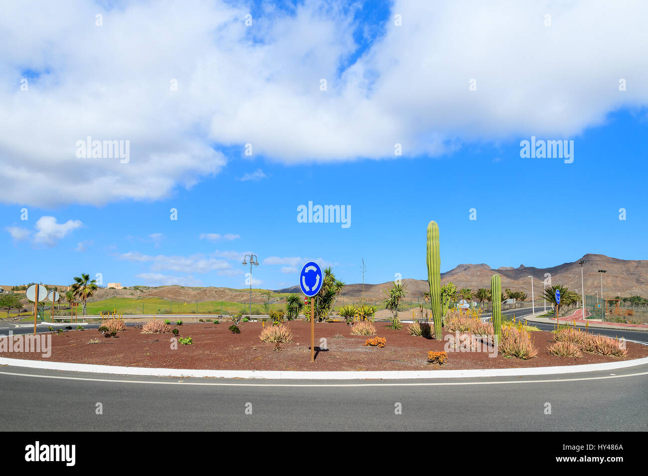 Große große Kakteen wachsen auf Fuerteventura unter anderen tropischen Pflanzen in der Nähe der Straße nach Las Playitas Stadt, Kanarische Inseln, Spanien Stockfoto