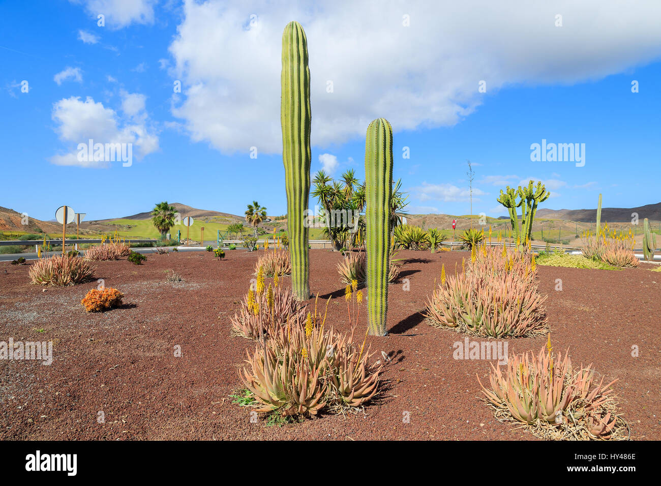 Große große Kakteen wachsen auf Fuerteventura unter anderen tropischen  Pflanzen in der Nähe der Straße nach Las Playitas Stadt, Kanarische Inseln,  Spanien Stockfotografie - Alamy