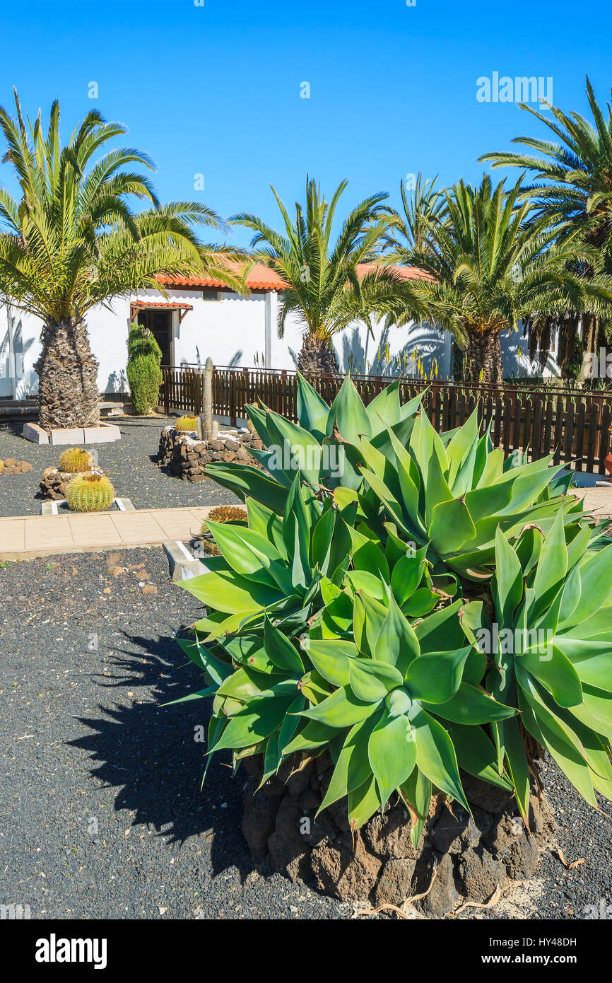Gebäude im kanarischen Stil und tropischen Pflanzen in La Oliva Village Erbe Art Center, Fuerteventura, Kanarische Inseln, Spanien Stockfoto