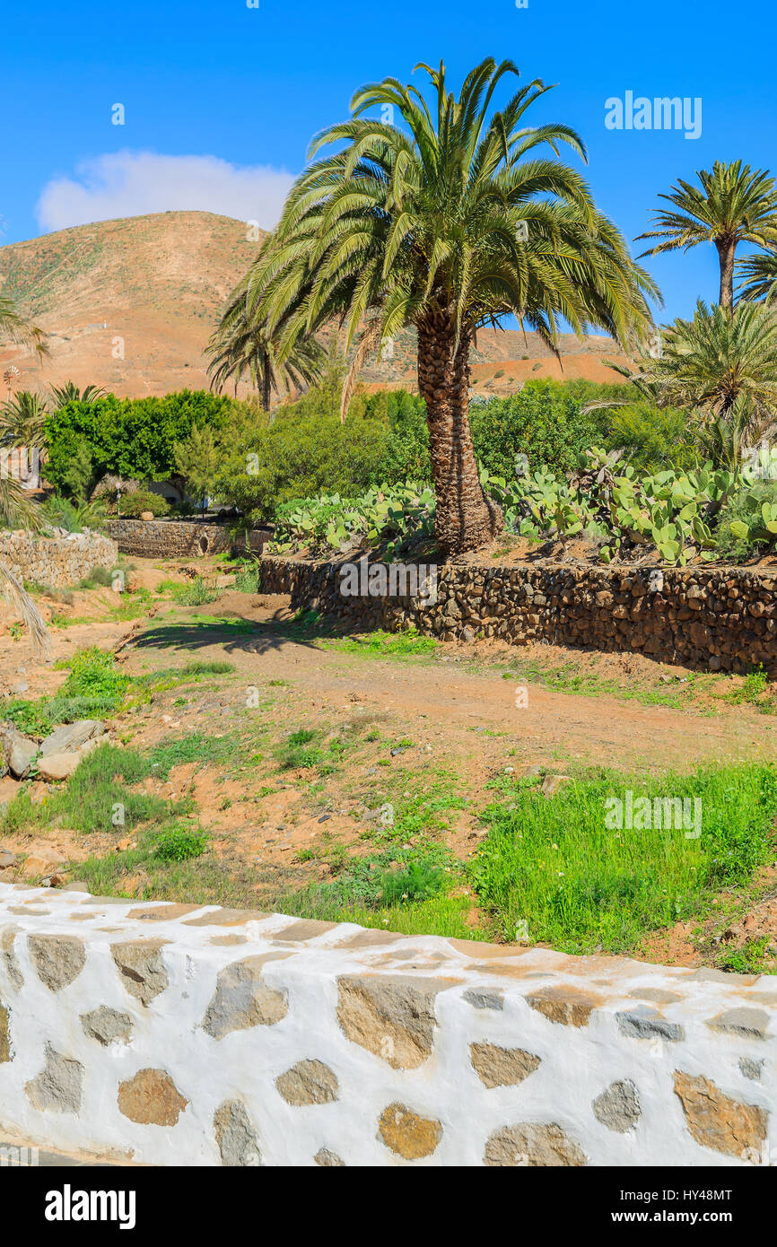 Weißer Wand gemacht von Lava Stein und Palm-Baum auf Feld in Betancuria Dorf, Insel Fuerteventura, Spanien Stockfoto