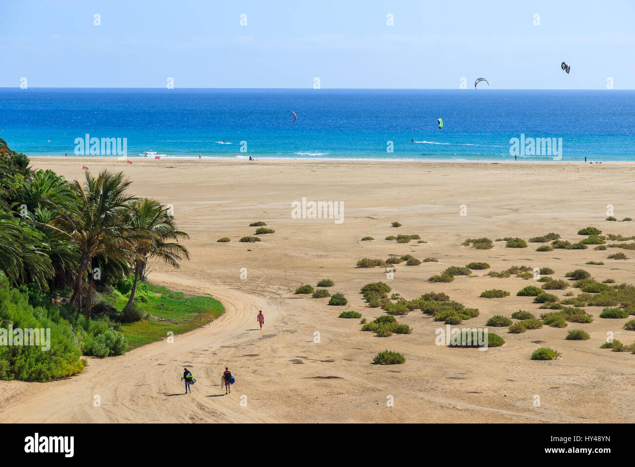 Palmen am Strand in der Nähe Costa Calma Jandia Peninsula, Fuerteventura, Kanarische Inseln, Spanien Stockfoto