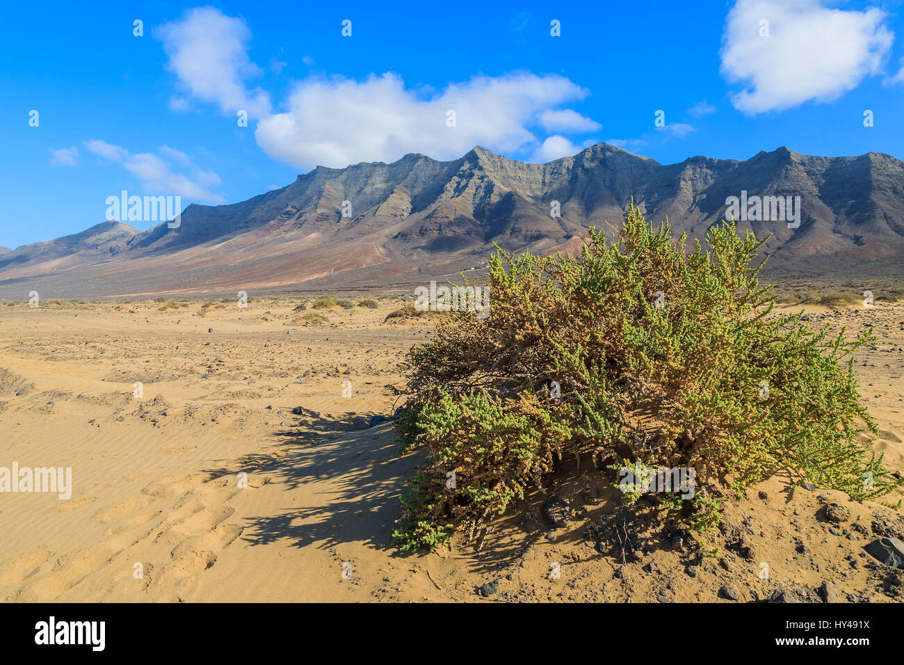 Grüne Pflanzen in trockenen Berglandschaft in der Nähe von Cofete Strand, Fuerteventura, Kanarische Inseln, Spanien Stockfoto