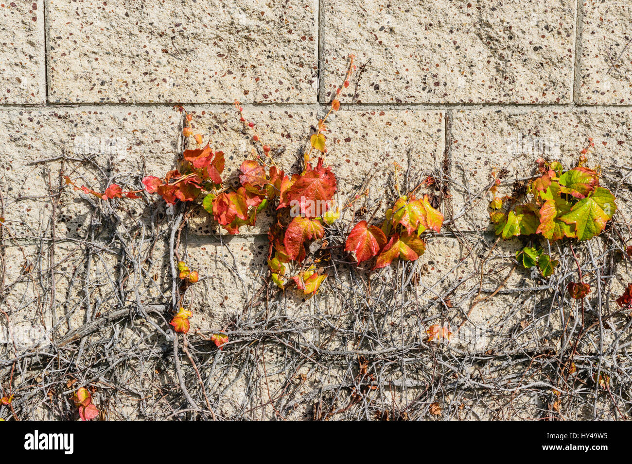 Frühling-Rebe wächst auf Ziegelmauer Stockfoto