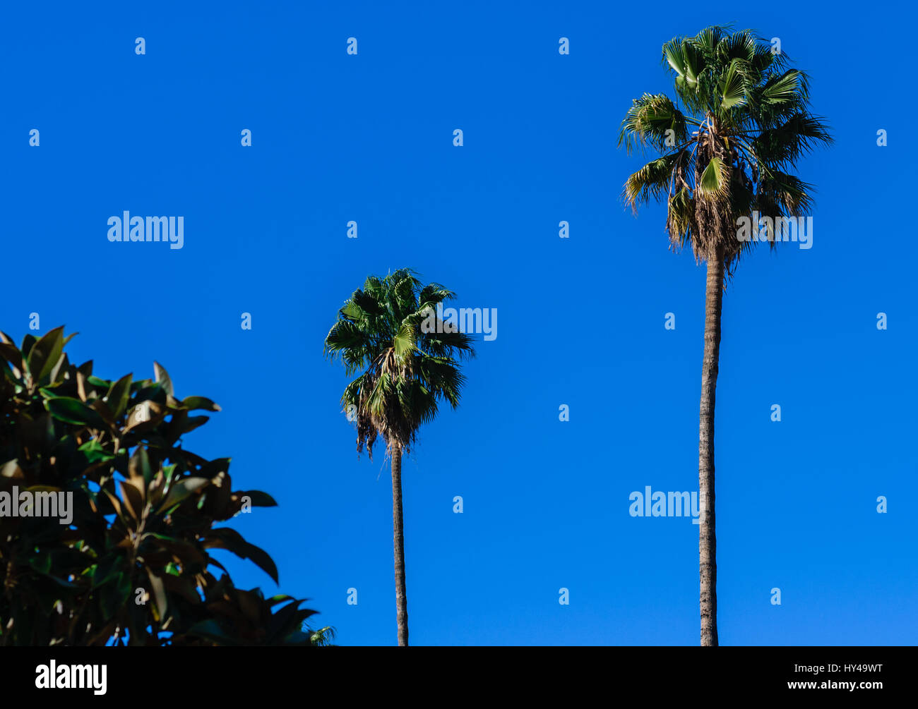 Palmen in der Morgensonne Stockfoto
