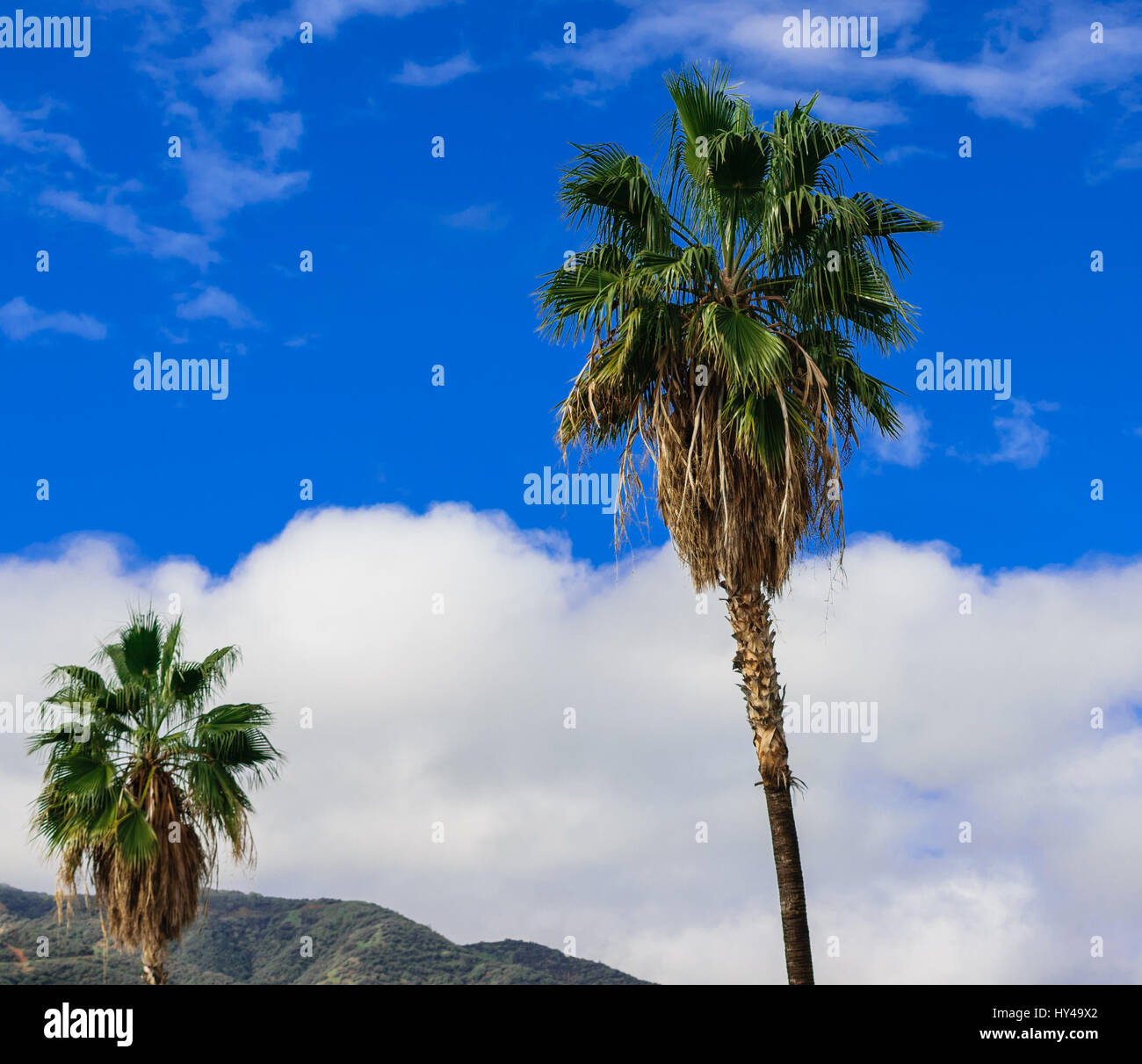 Zwei Palmen an windigen Tag mit weißen Wolken im Hintergrund Stockfoto