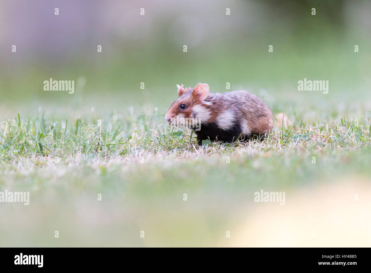 Europäischer Hamster (Cricetus Cricetus) in Wiese, Wien, Österreich Stockfoto