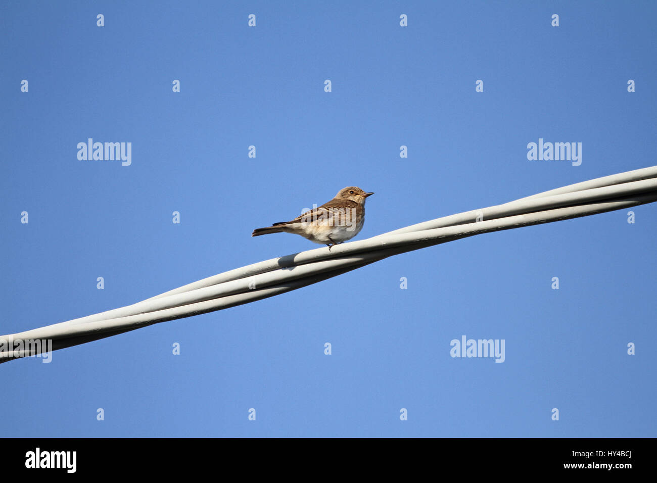 Grauschnäpper weiblich schließen lateinischen Namen Muscicapa Striata gefährdeten Status thront auf einem Draht ein grünes Schild Bug lateinischen Namen Palomena Viri Essen Stockfoto