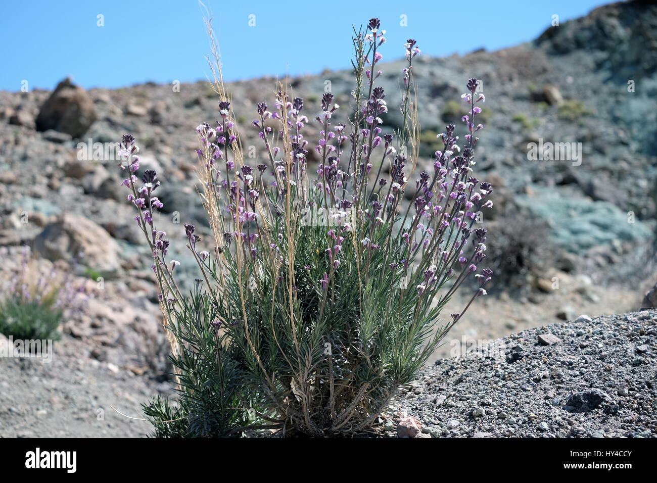 Vulkanische Blume.  Selten sichtbar Stockfoto