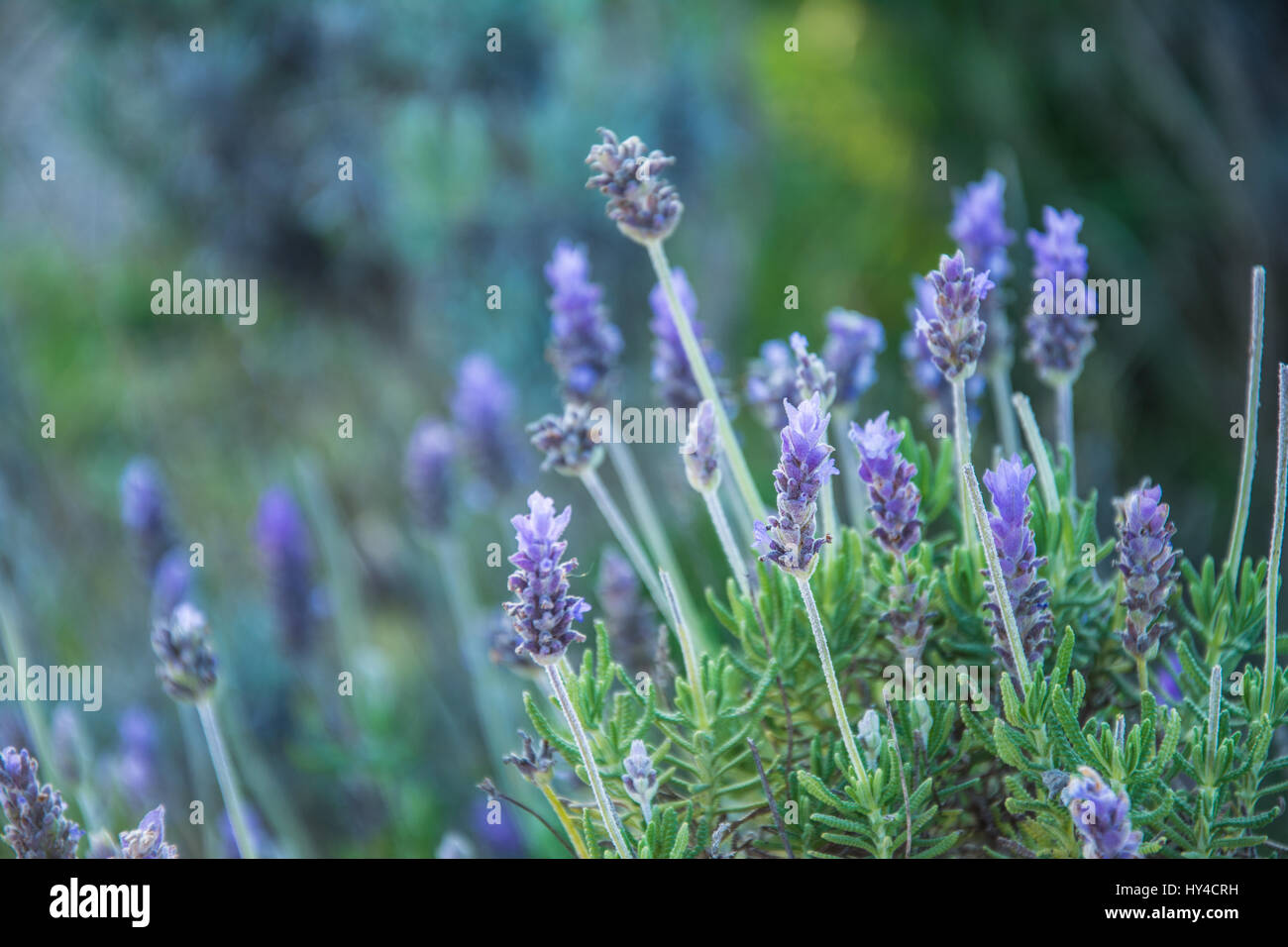 Nahaufnahme der französische Lavendelblüten Stockfoto