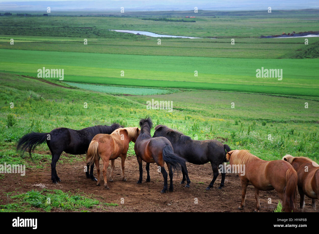 Versammlung oder Sitzung von sechs schwarze und braune Islandpferde auf dem Hintergrund einer üppigen grünen Island landschaftlich mit einem fernen Horizont Stockfoto