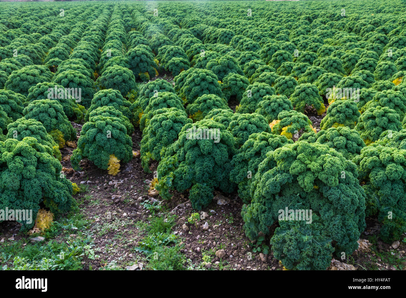 Grünkohl in Zeilen in einem UK-Feld wachsen. Stockfoto