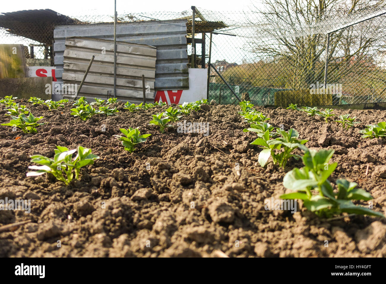 Urbane Landwirtschaft, Landwirtschaft in der niederländischen Stadt Sittard in der Niederlande, Holland, Limburg. Bio. Stockfoto